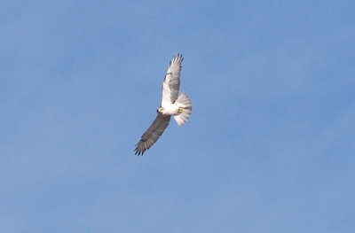 Ferruginous Hawk - 11-22-2012 - immature - Buck Island Road - Tunica Co. MS.