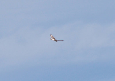 Ferruginous Hawk - 11-22-2012 - immature - Tunica Co. MS -