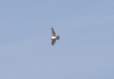 Ferruginous Hawk - 11-22-2012 - immature - Buck Island Road - Tunica Co. MS - 