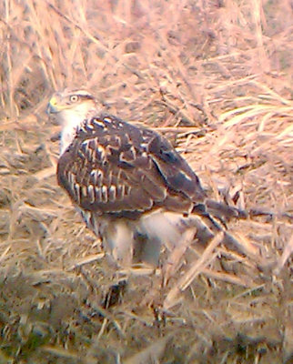 Ferruginous Hawk - 11-22-2012 - immature - Tunica Co. MS - 