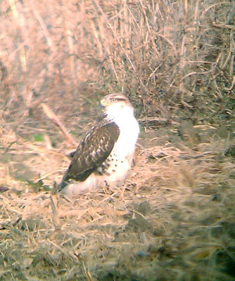 Ferruginous Hawk - 11-22-2012 - immature - Tunica Co. MS - 