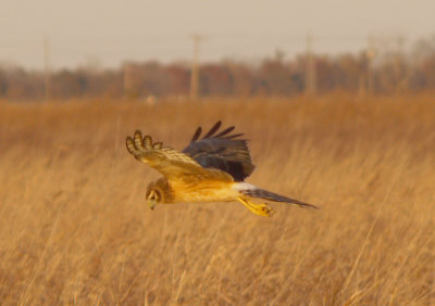 Northern Harrier - 11-23-2012 - immature at MS Ferruginous site - Tunica Co. MS.
