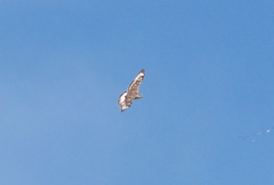 Ferruginous Hawk - 11-24-2012 - immature - Hwy 67 - AR -  upper wings - Dark Primary Coverts.