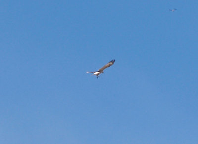 Ferruginous Hawk - 11-24-2012 - immature - Hwy 67 AR - gears down.