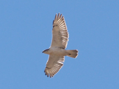 Ferruginous Hawk - 11-24-2012 - immature - AR.