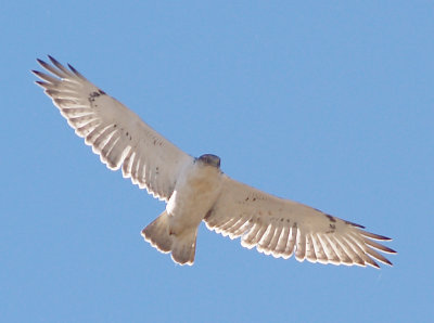 Ferruginous Hawk - 11-24-2012 - immature - Hwy 67 AR - 