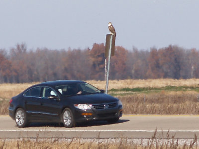 Ferruginous Hawk - 11-24-2012 - immature - Hwy 67 -AR  roadside.