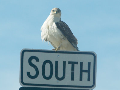 Ferruginous Hawk - 11-24-2012 - immature on Hwy sign -67 - AR.