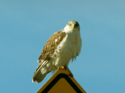 Ferruginous Hawk - 11-24-2012 - immature - AR roadside hawk!