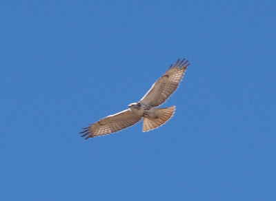 Red-tailed Hawk - 11-24-2012 - immature Krider's intergrade - 