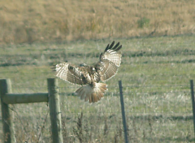 Red-tailed Hawk - 11-24-2012 - Krider's adult