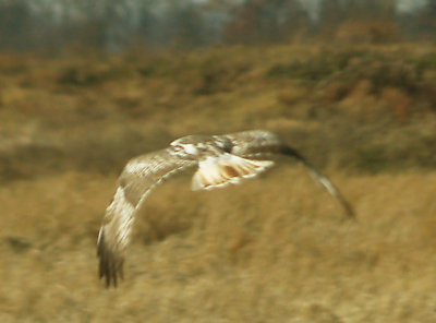 Red-tailed Hawk - 11-24-2012 - Krider's in tail molt. Hwy 67 AR.