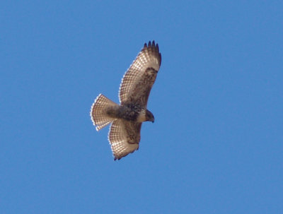 Ferruginous Hawks in Tennessee, Mississippi and Arkansas