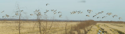 Sandhill Crane - 11-29-2012 - part of a flock of 67 -  Buck Island Rd - Tunica Co. MS.