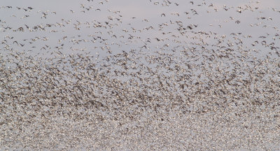 Snow Goose flock - 12-1-2012 - Tunica Co. MS 
