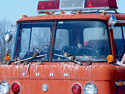 House Sparrows - Fire Truck.