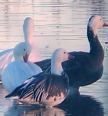 Ross's - Blue Morph Snow Goose - Hybrid - 12-13-2012 - Lauderdale  WFR, TN