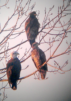 Bald Eagle - 12-14-2012 - Trio of different aged young Eagles, photographed on Reelfoot. CBC