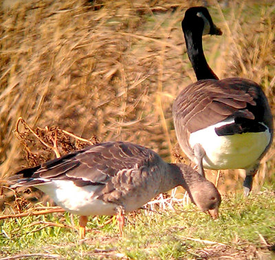 Greater White-fronted Goose - 12-18-2012 - immature - Ensley.