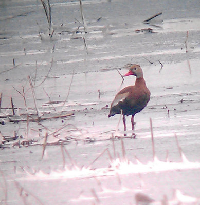 Black-bellied Whistling Duck - 12-26-2012 - Over Wintering at Ensley Bottom, Shelby Co, TN