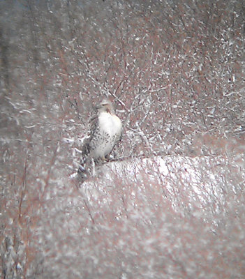 Red-tailed Hawk - 12-26-2012 - Ensley - Immature, just blending in.