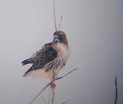 Red-tailed Hawk - 12-26-2012 - A touch of warmth in a snow scape - adult eastern.