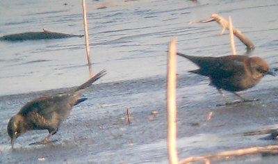 Rusty Blackbird - 12-24-2012 - Ensley Bottoms -.