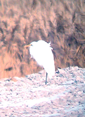 Great Egret - 12-27-2012 - Ensley Bottoms.