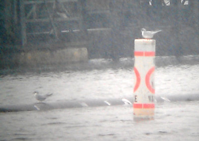 Forster's Tern - 12-29-2012 - Antioch Harbor - Frosty Forster's in Snow.