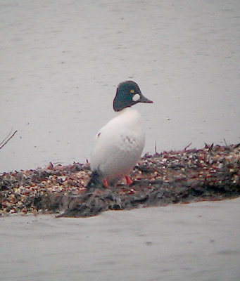 Common Goldeneye - 12-29-2012 - Pace Point - male gunshot.