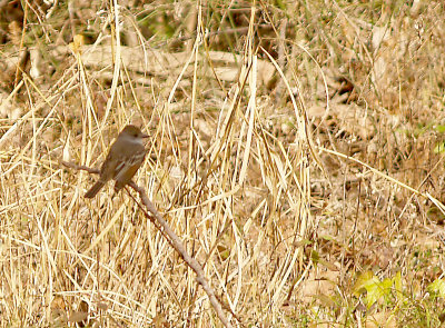 Ash-throated Flycatcher - 12-30-2012 - Shelby Forest - adult - 