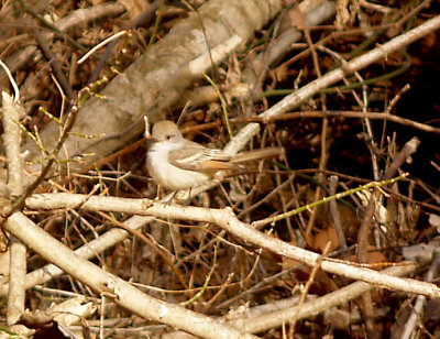 Shelby Forest - Ash-throated Flycatcher - December  29,  2012