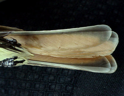 Ash-throated Flycatcher - undertail  pattern