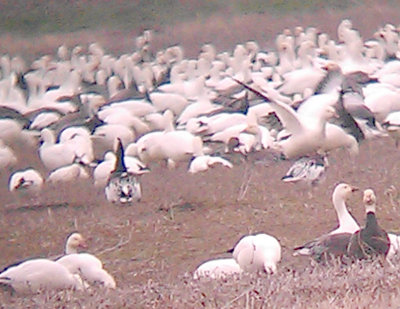 Rosss Geese - 1-8-2013 - Blue Morph Pair - Tunica Co. MS.