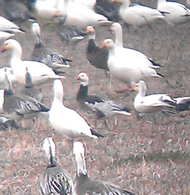 Rosss Goose - 1-8-2013 - Blue Morph - Tunica Co. Ms - 