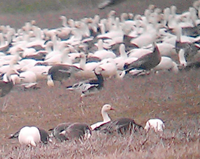 Rosss Goose - 1-8-2013 - Blue Morph - Tunica Co. MS. 1 of pair.