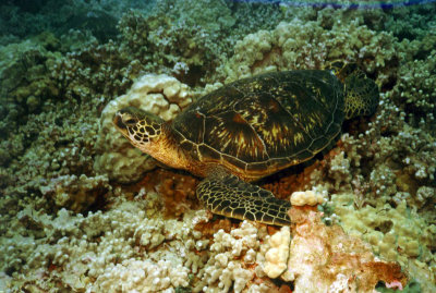 Honu 3.jpg