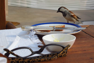 This bird wanted to share Glorias breakfast but dropped her toast and went away hungry.JPG
