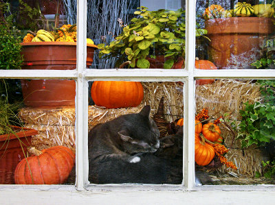 Cats in Store Window, Old Town, Alexandria