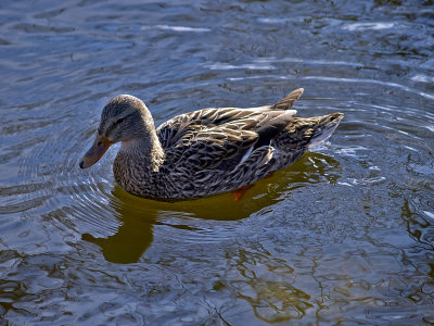 E-510 at The Pond, #5