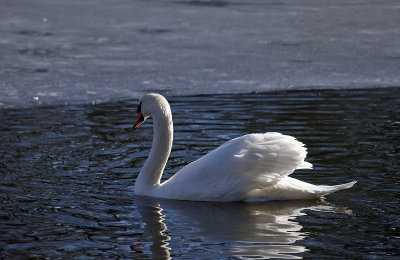 E-510 at The Pond, #2