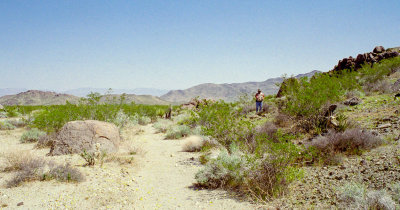 Joshua Tree