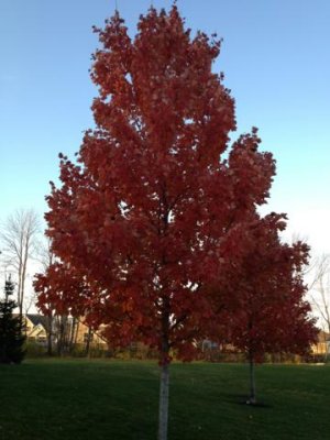 our pretty trees