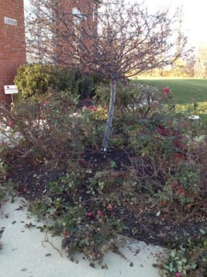 chopped the heck out of my rose bushes- yikes- i hope they come back!