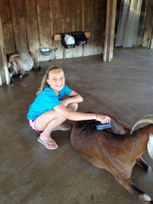 the petting area