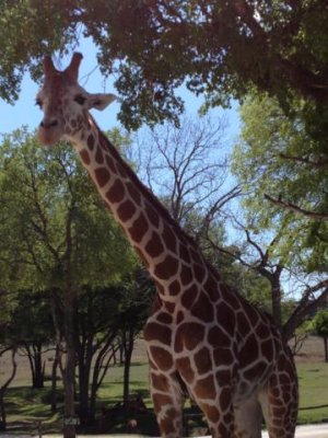 giraffe