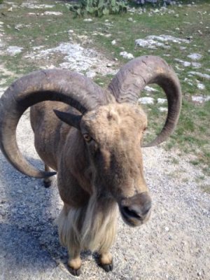 mountain goat