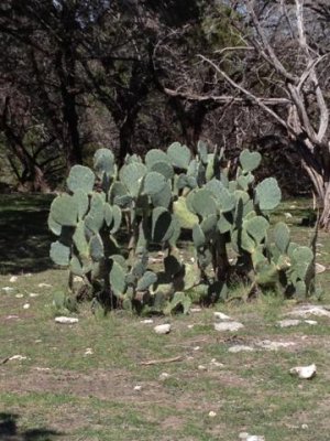 cool cactus like this everywhere