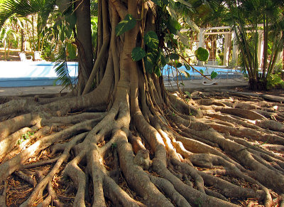 Banyon tree in front of swimming pool 3448