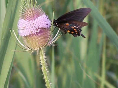 black swallowtail